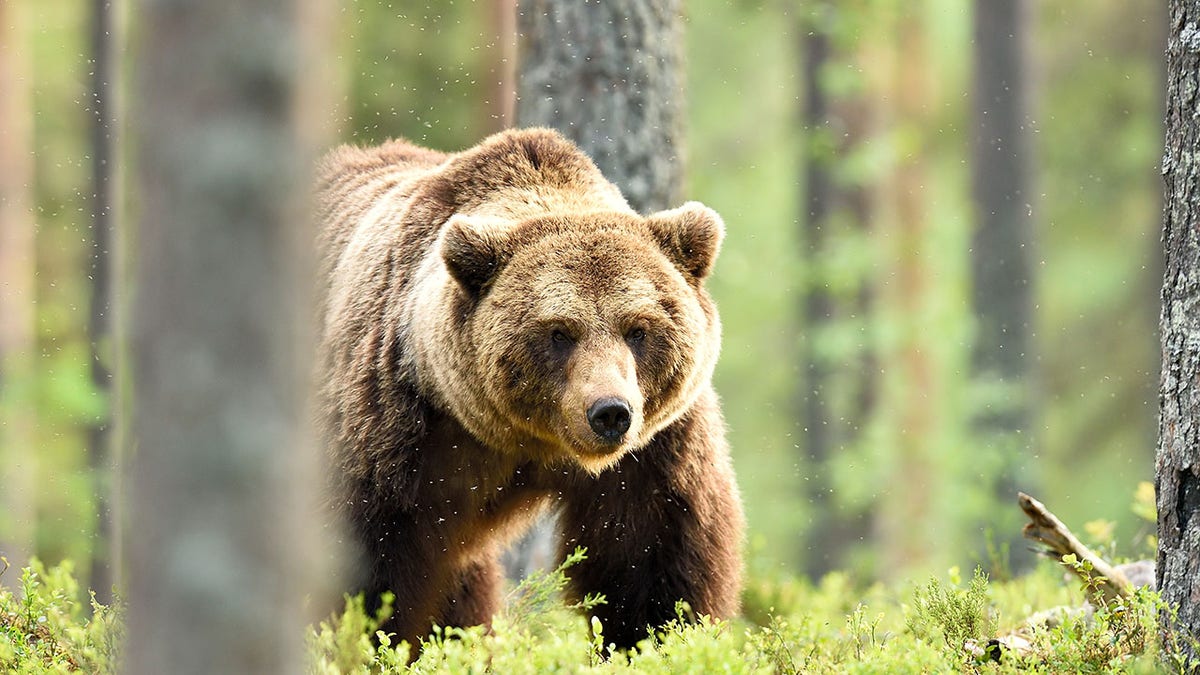 brown bear