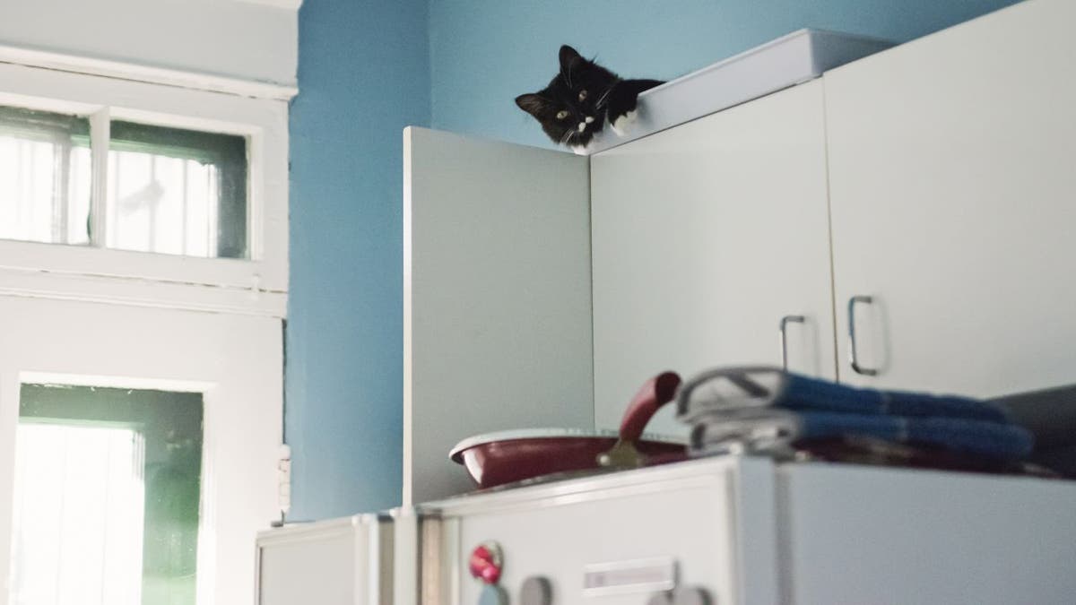 Cat hides on top of cabinet above a fridge