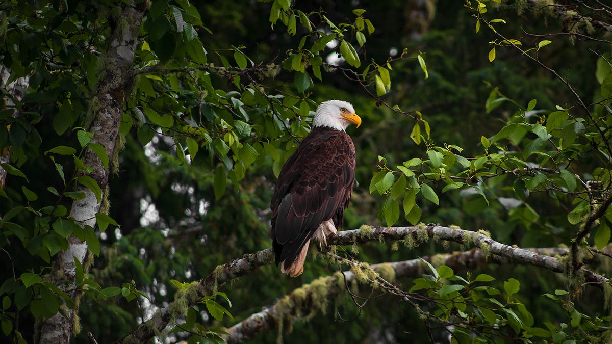 foxnews.com - Michael Lee - Movement to give 'nature' same rights as humans gains steam in US