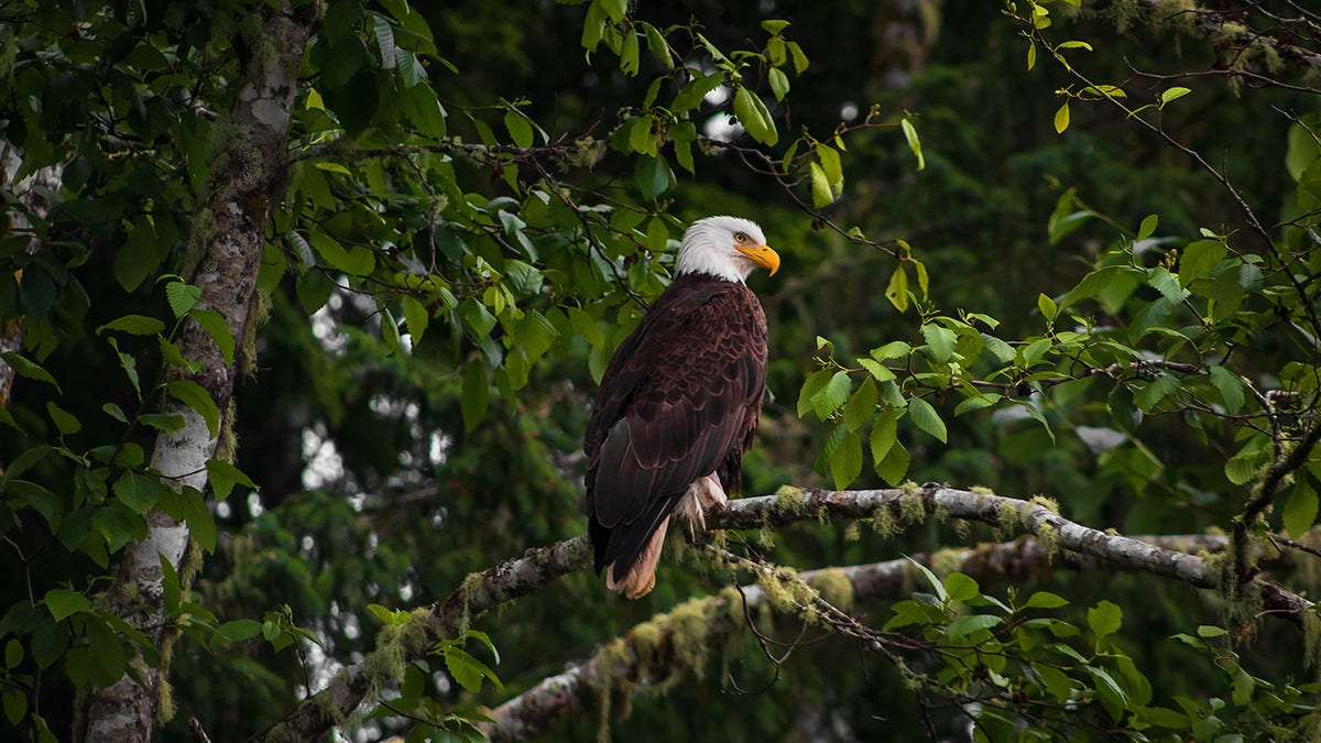 Bald Eagle Perched On A Tree