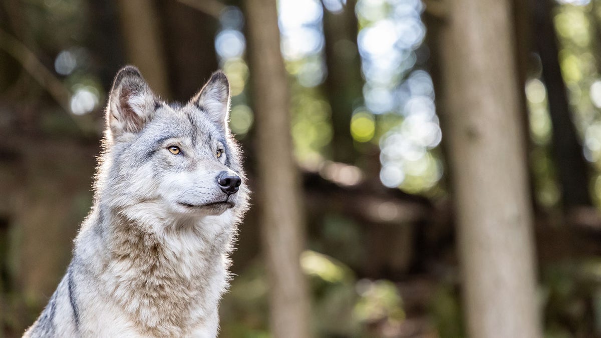 Large grey wolf looking after rivals and danger in the forest