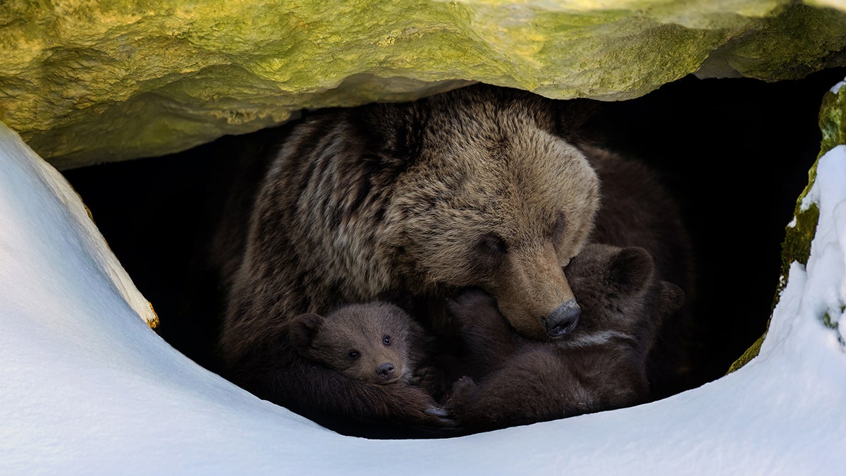 Brown bear with two cubs looks out of its den in the woods under a large rock in winter