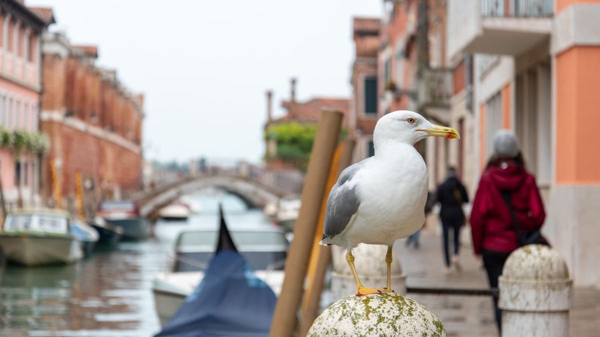 Seagull in Venice