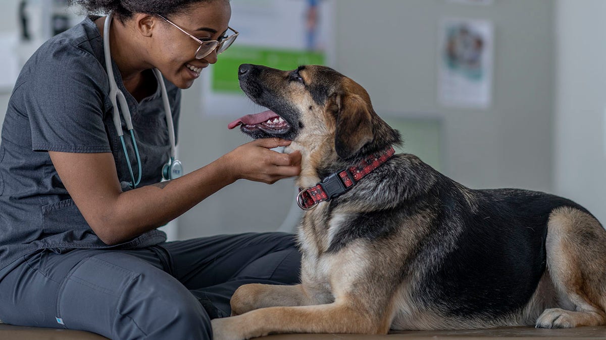 Today's Veterinarian Shortage: How It Could Affect Your Dog Or Cat ...