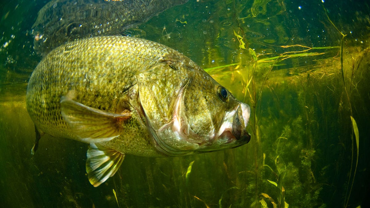 Largemouth bass