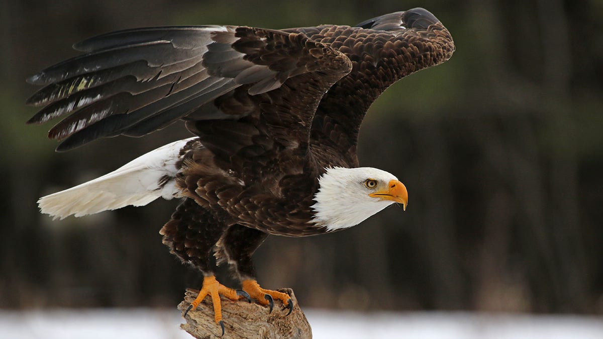 Bald Eagle Take-Off