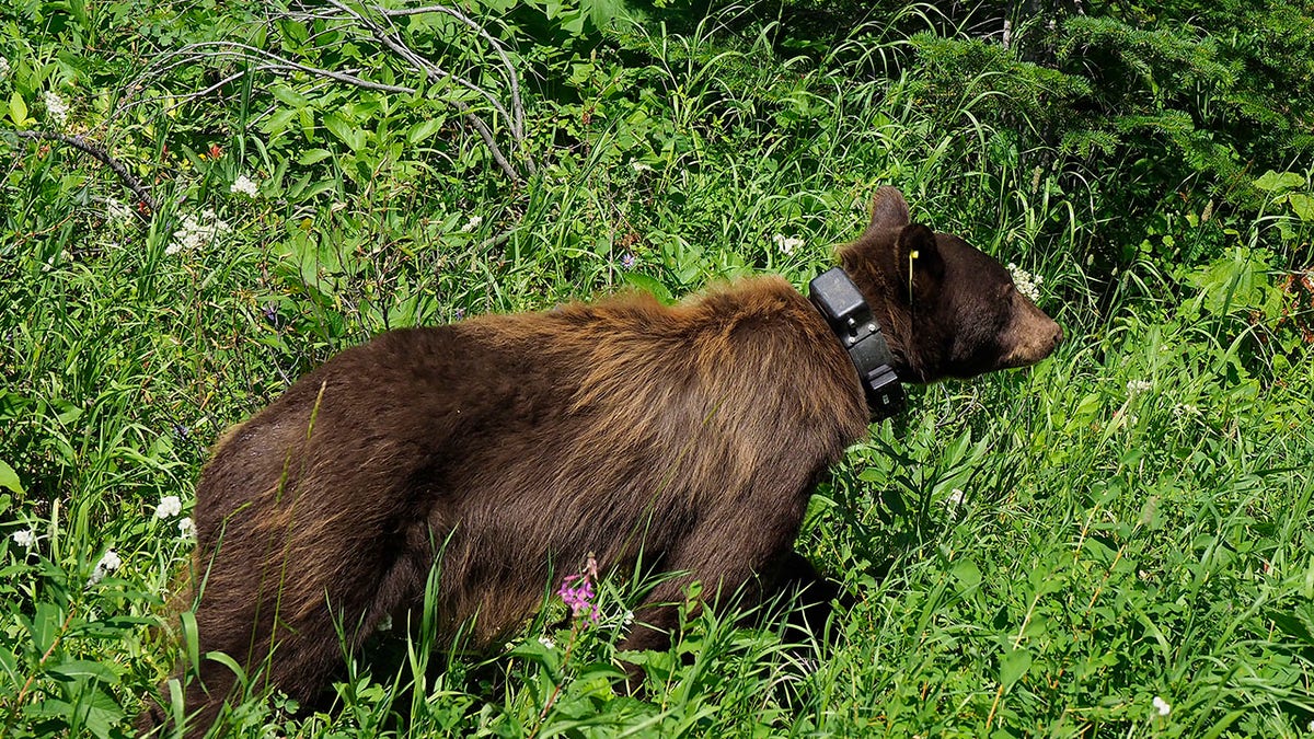 Black Bear With a Tracking Collar