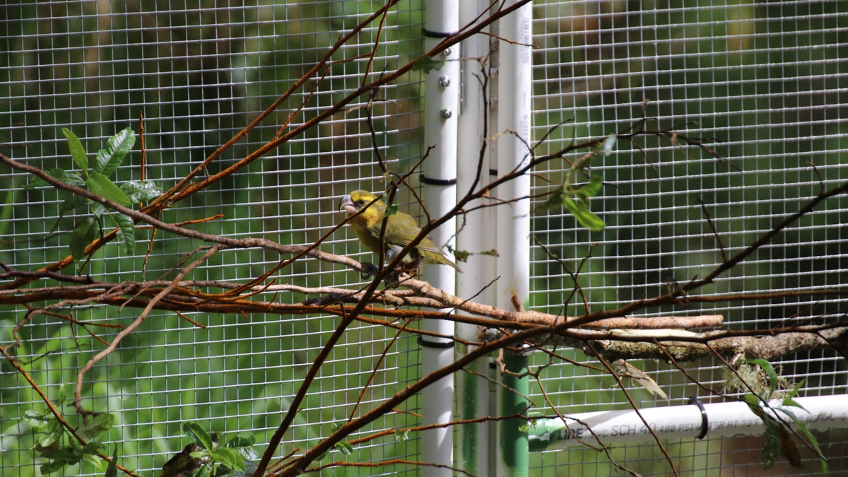 Kiwikiu Hawaiian bird