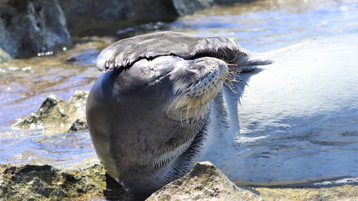 Hawaiian monk seal on a beach