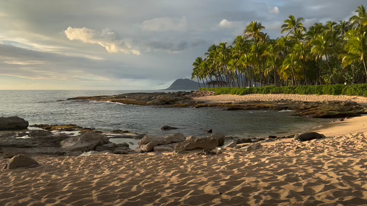 Hawaiian monk seal in Ko Olina, HI