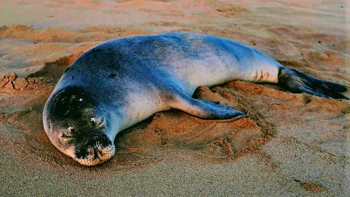 A Hawaiian monk seal sleeping connected  a sandy formation  successful  Hawaii