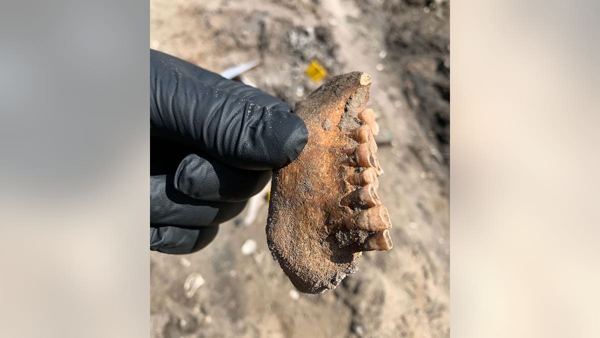 Florida's Nassau County Sheriff’s Office said human bones found at Fernandina Beach construction site are believed to be very old. 