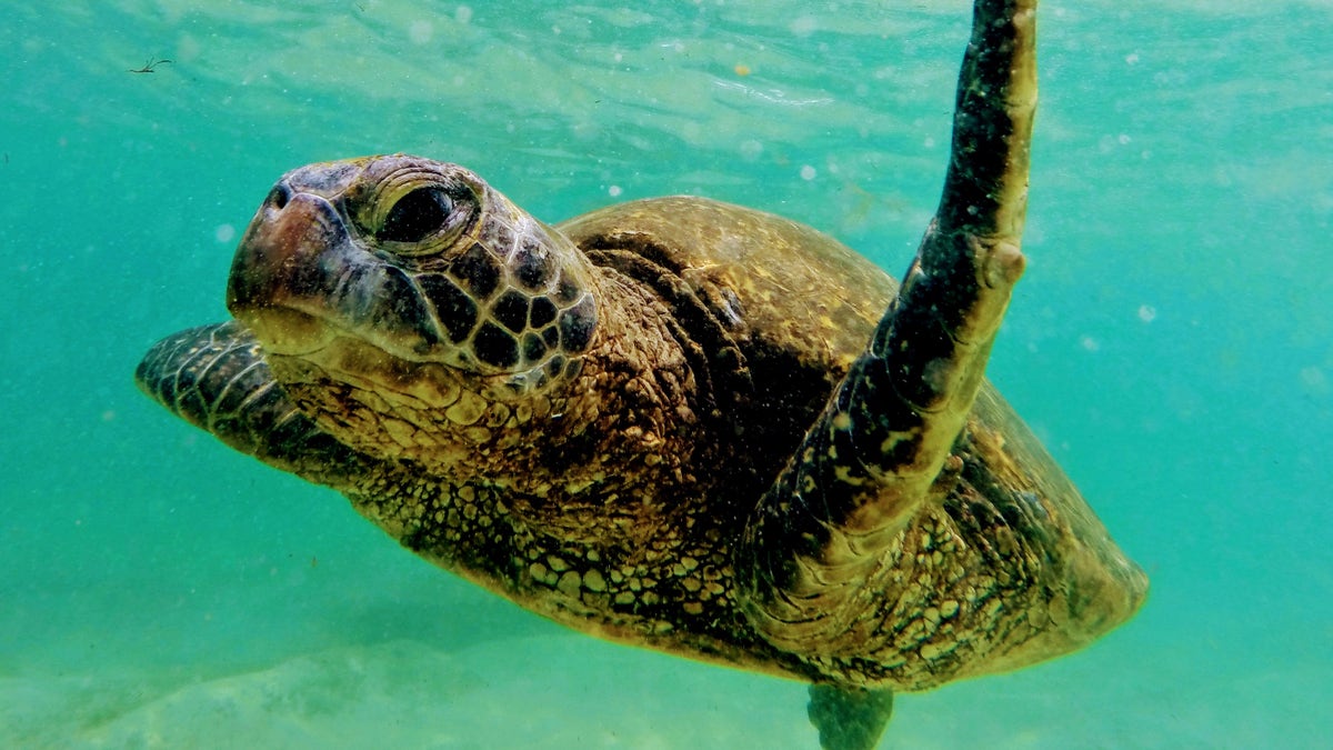 Green sea turtle in Hawaii