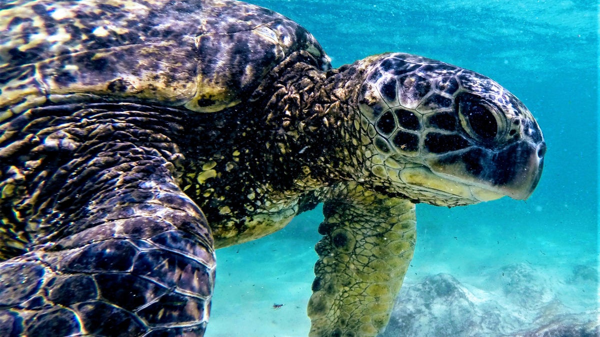 Green sea turtle in Hawaii