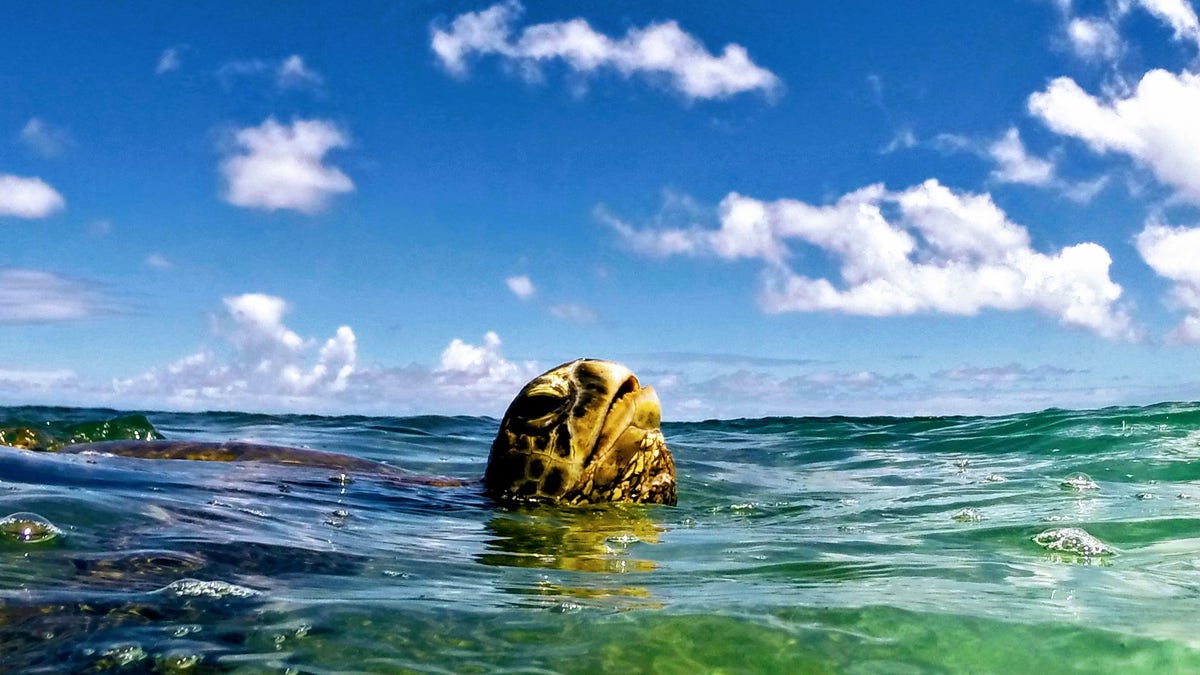 Green sea turtle in Hawaii