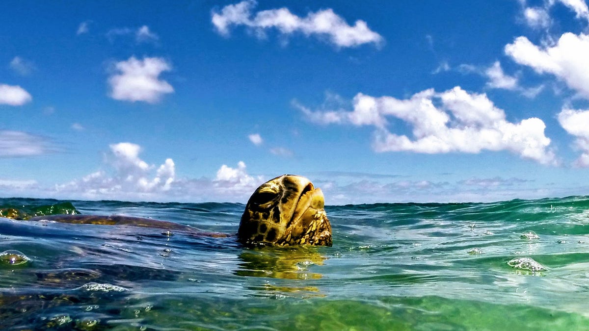 Green sea turtle in Hawaii