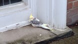 lost cockatiel found at church