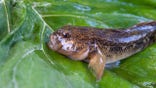 Close up view of freshwater bullhead fish or round goby fish just taken from the water on big green leaf.
