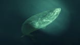 Greenland shark swimming
