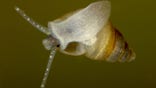 New Zealand Mud Snail