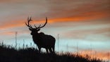 Bull Elk on Rocky mountain