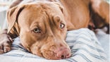 puppy of brown color