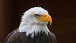 Bald Eagle close-up of head.