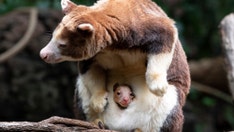 Families visiting Bronx Zoo have amazing sight to see: Rare baby tree kangaroo