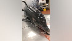 Dolphin dead in Florida after being impaled in head: NOAA