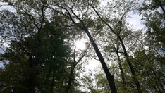 Bad news for allergy sufferers: Pollen counts are on the rise