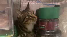 Cat's hide-in-fridge antics leads owner to ask for help in viral post: 'He does this every time'