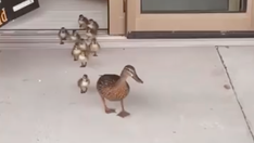 Ducklings hatch in Florida maternity ward's atrium