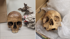 Border officers find 6 human skulls in packages shipped to the US