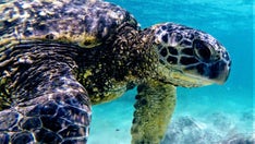 Hawaii's threatened species: What to know about protected wildlife on the islands