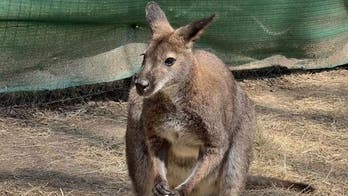 Pet wallaby 'Roo' goes missing in rural Oklahoma