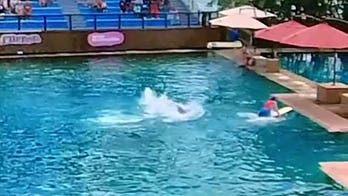 Miami Seaquarium dolphin attacks trainer during live show