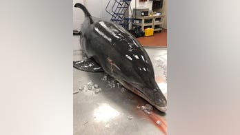 Dolphin dead in Florida after being impaled in head: NOAA