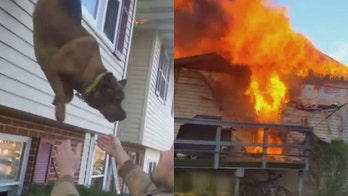 Dog jumps from window to escape Pennsylvania house fire