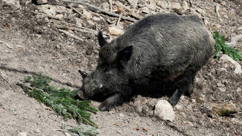 Putin the pig renamed by German animal park over Russia-Ukraine war