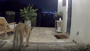 Mountain lion visits the same house in California multiple times