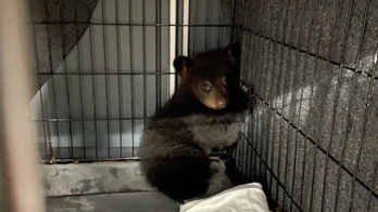 Bear cub recuperating in New Hampshire after car accident killed its entire family