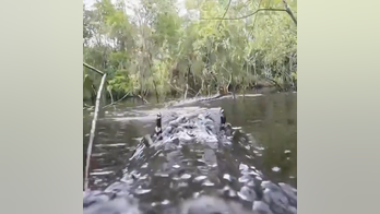 Florida alligator tries to take a bite out of GoPro camera
