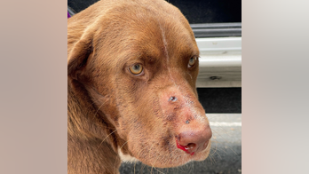 Florida police hunt for suspect who shot dog in the face