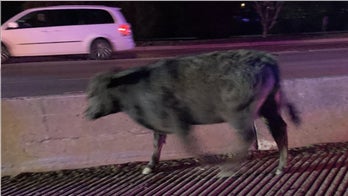 Tractor-trailer overturns on NC highway carrying 80 cattle, 10 are on the loose
