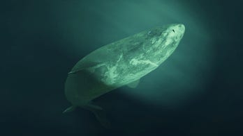 100-year-old dead shark had meningitis, researchers say
