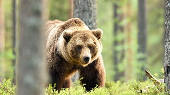 Idaho men banned from hunting for unlawful killing of bear