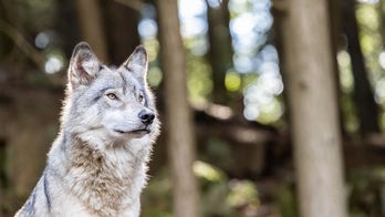 Wolf bites hunting dog in Michigan