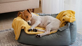Keeping your dog's heart healthy: What to know