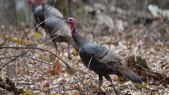 12-year-old wild turkey astonishes Pennsylvania officials