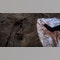 Ukraine: More than 900 civilian bodies found in Kyiv region, police say